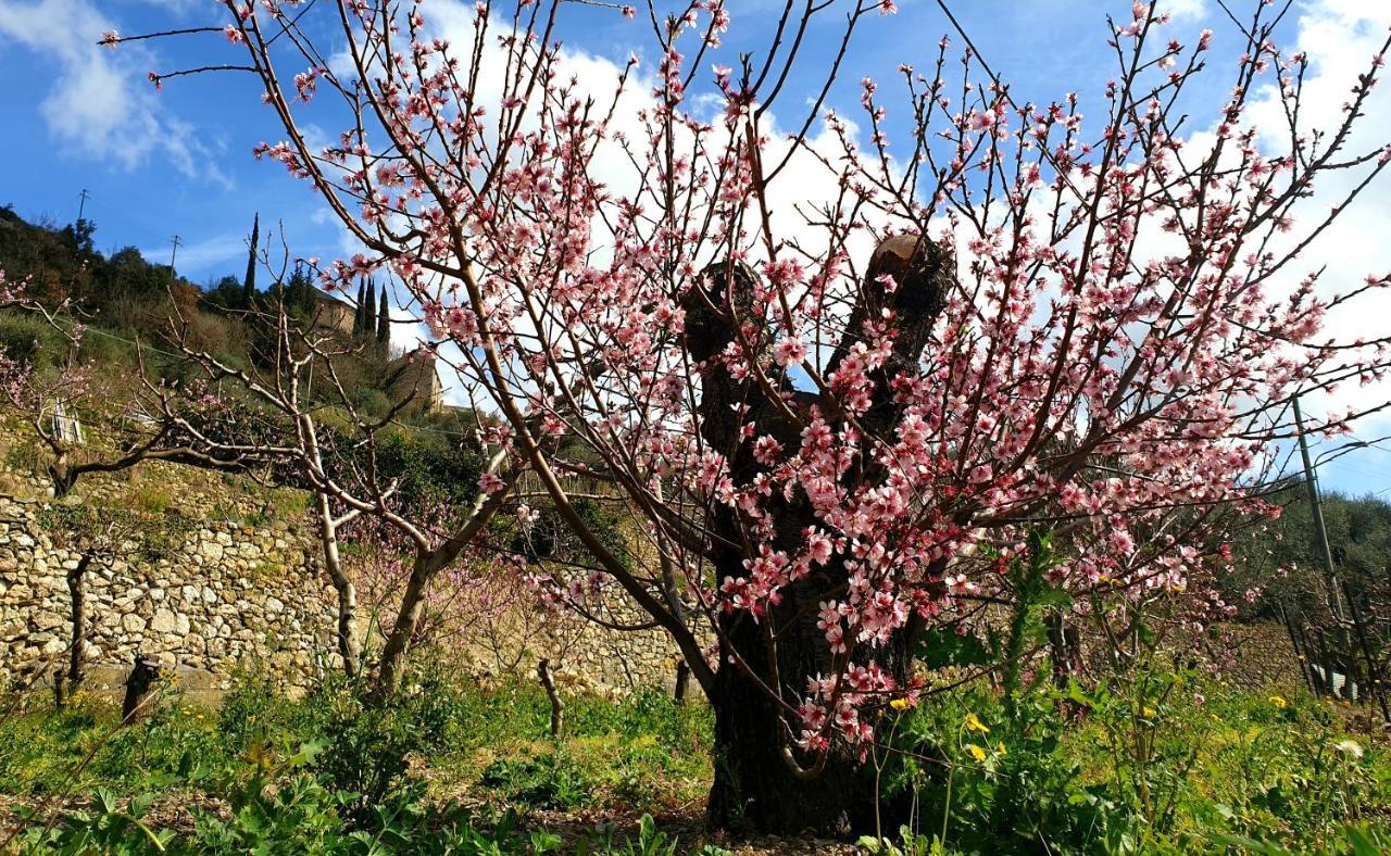 Agriturismo Alveare Finale Ligure Kültér fotó
